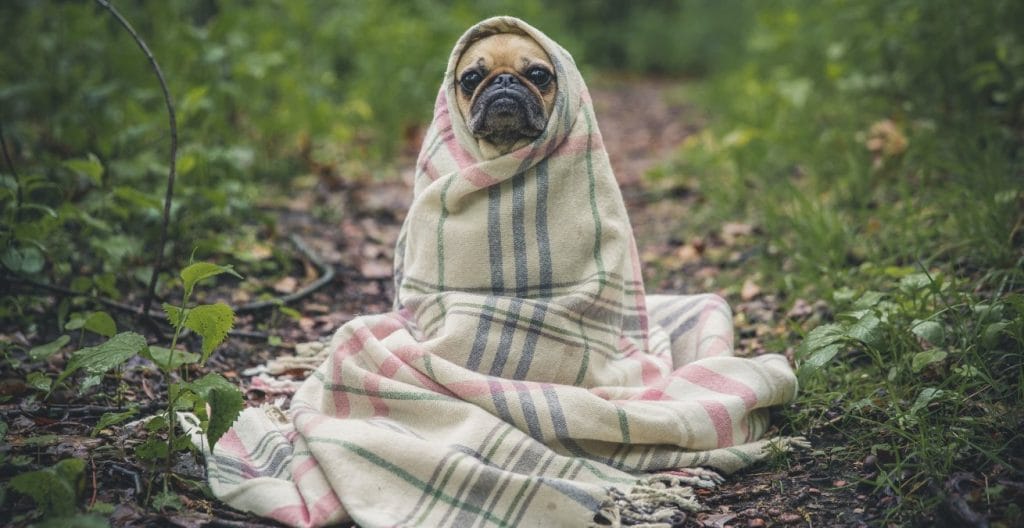 dog wrapped in towel as proxy for pet blogs