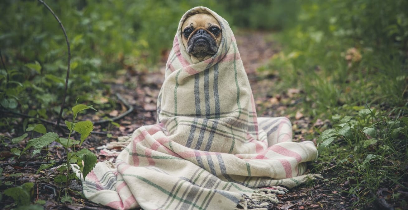 dog wrapped in towel as proxy for pet blogs